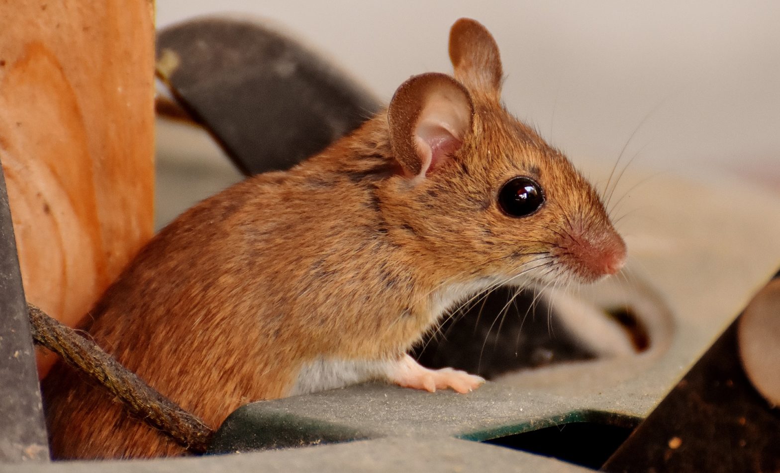 Maus im Schlafzimmer