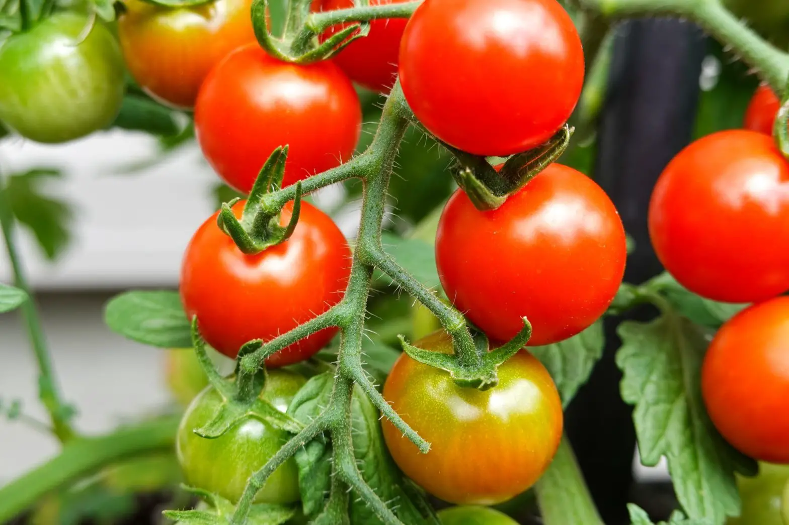 Sind Tomatenpflanzen im Schlafzimmer schädlich