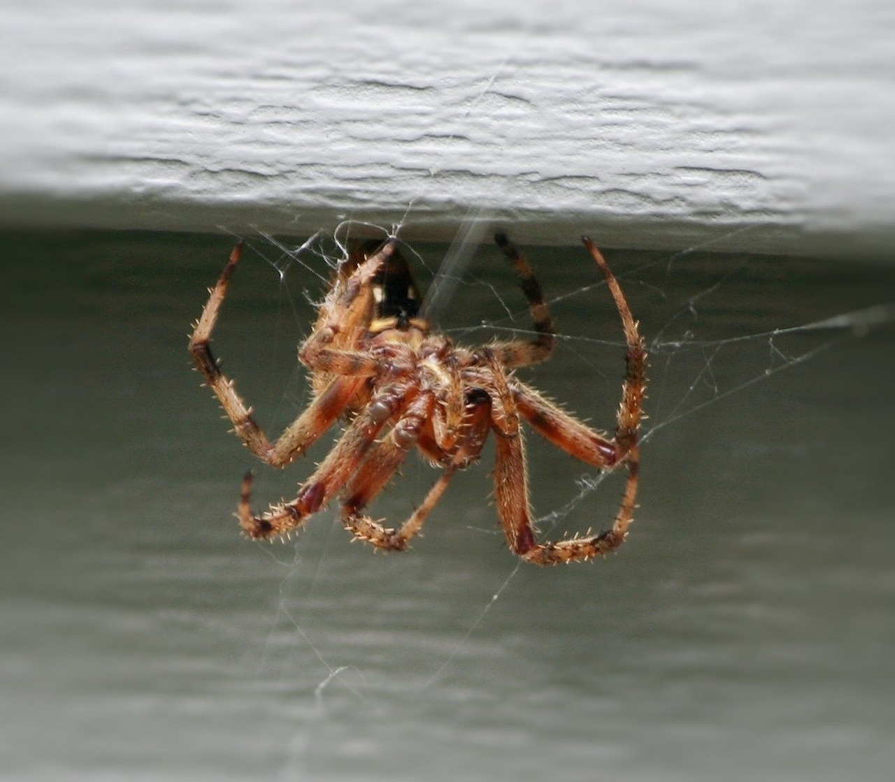 Spinne im Schlafzimmer was tun