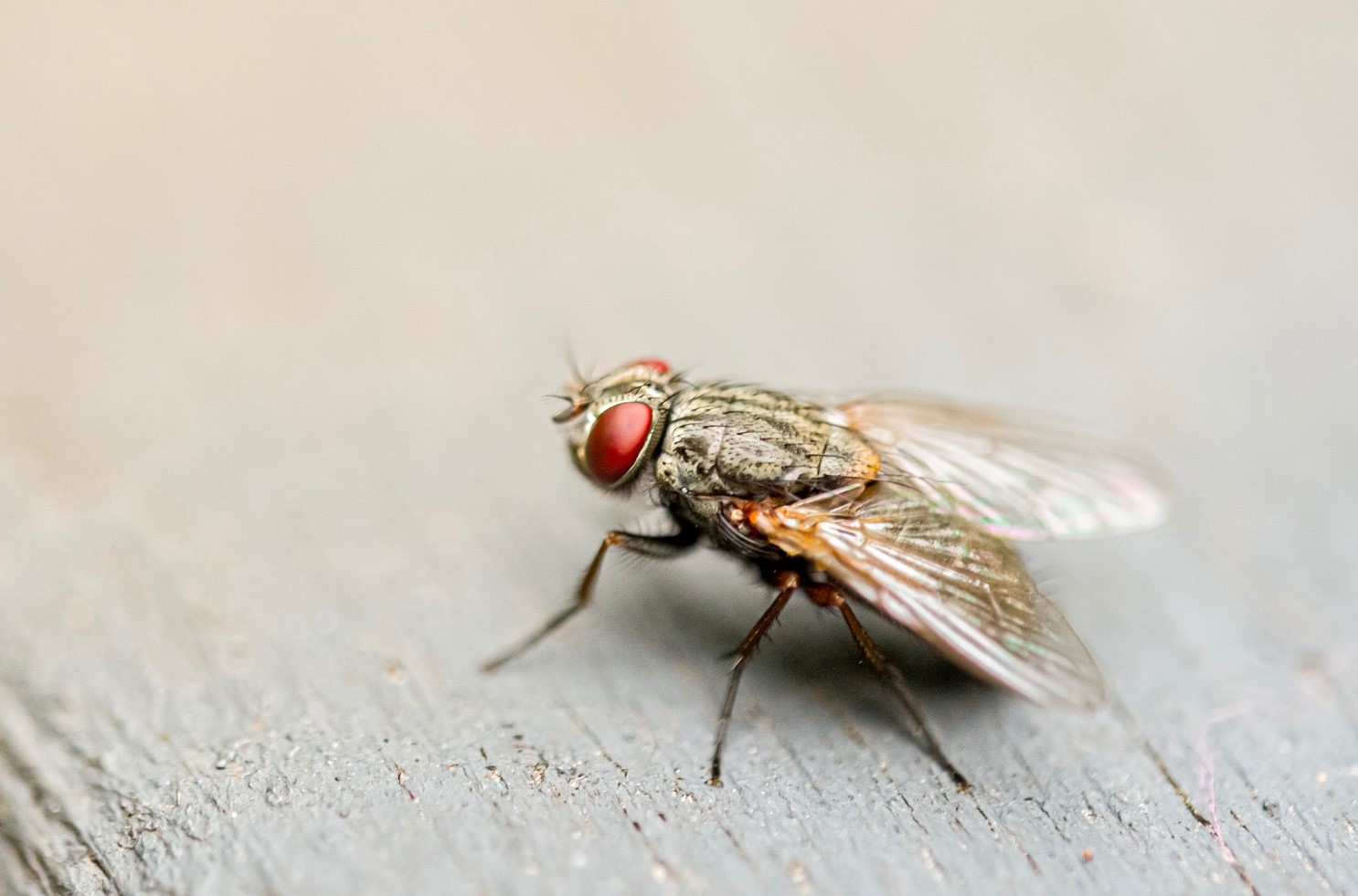 Warum sind Fliegen im Schlafzimmer