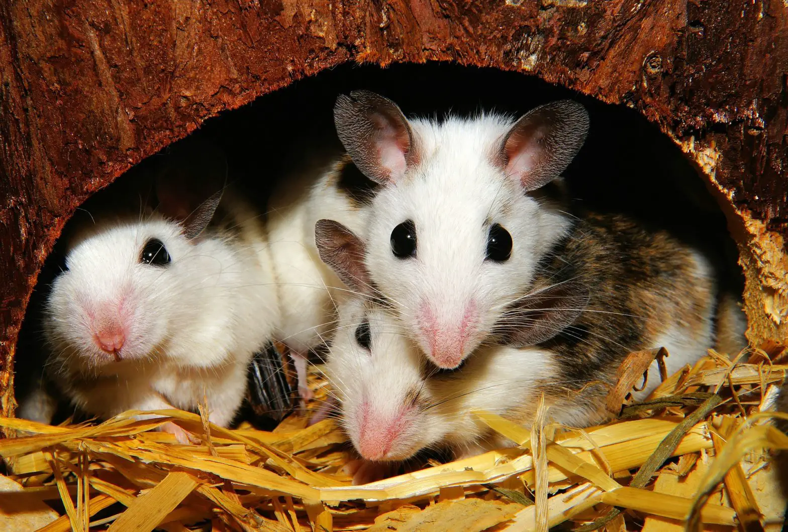 Kann man Mäuse im Schlafzimmer halten? 2 Vor- & Nachteile