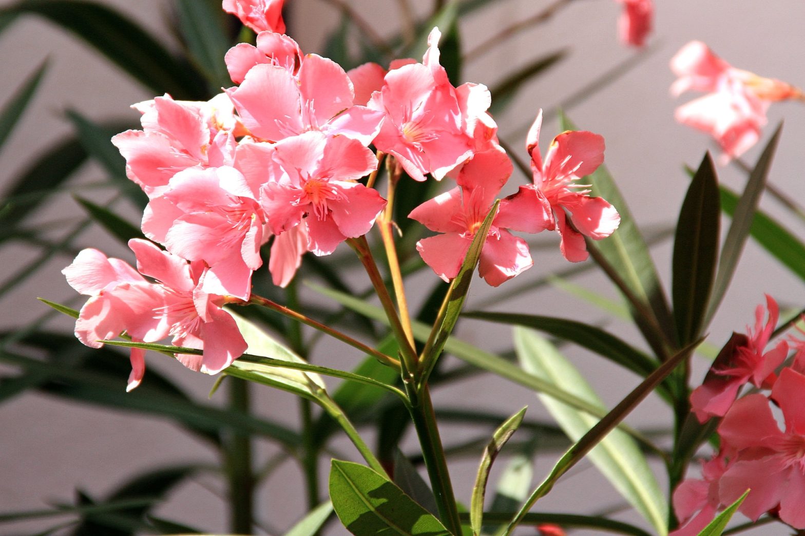 Kann man Oleander im Schlafzimmer überwintern