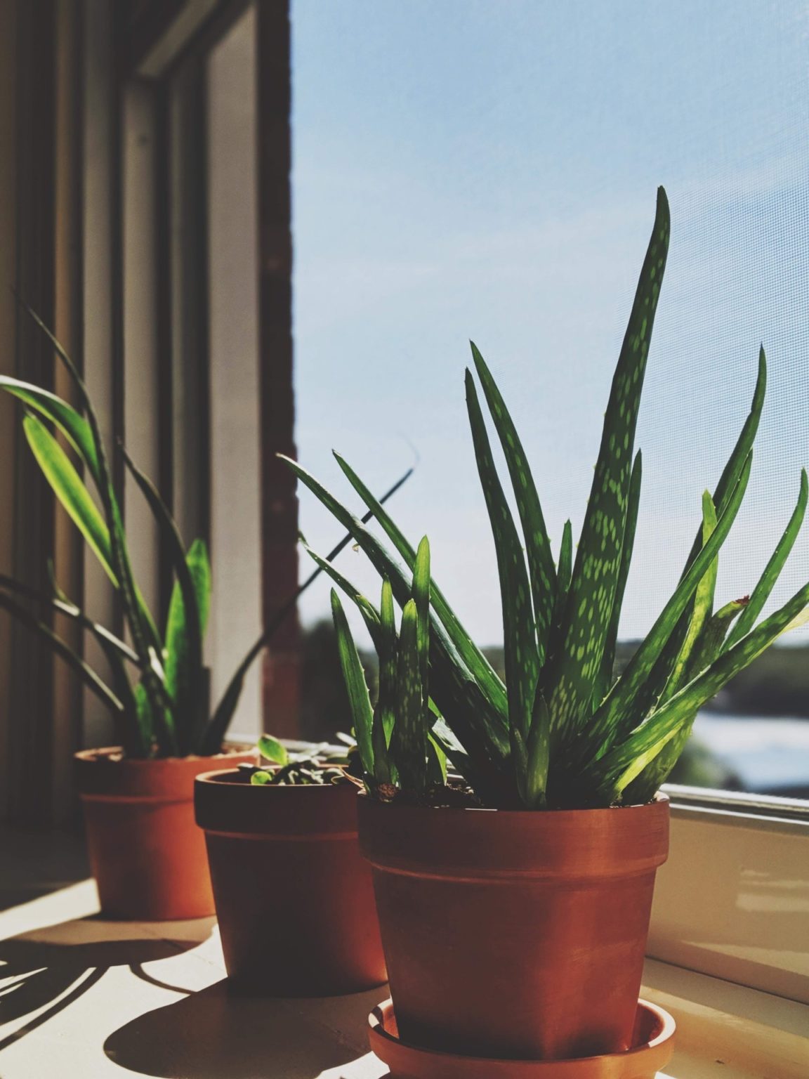Aloe Vera im Schlafzimmer? 3 Vor & Nachteile