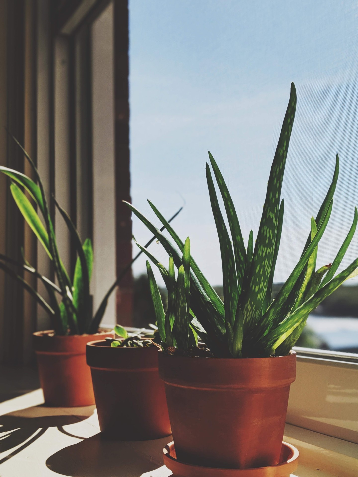 Aloe Vera im Schlafzimmer