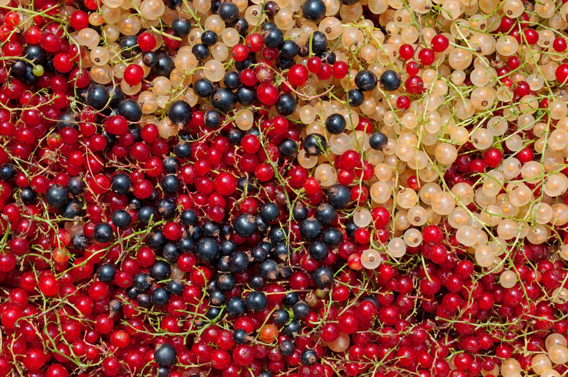 Wie lange halten sich Johannisbeeren im Kühlschrank