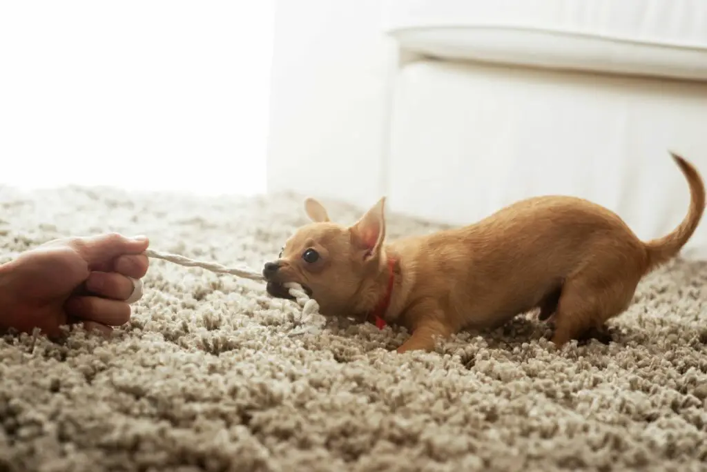 Darf der Vermieter einen Chihuahua verbieten