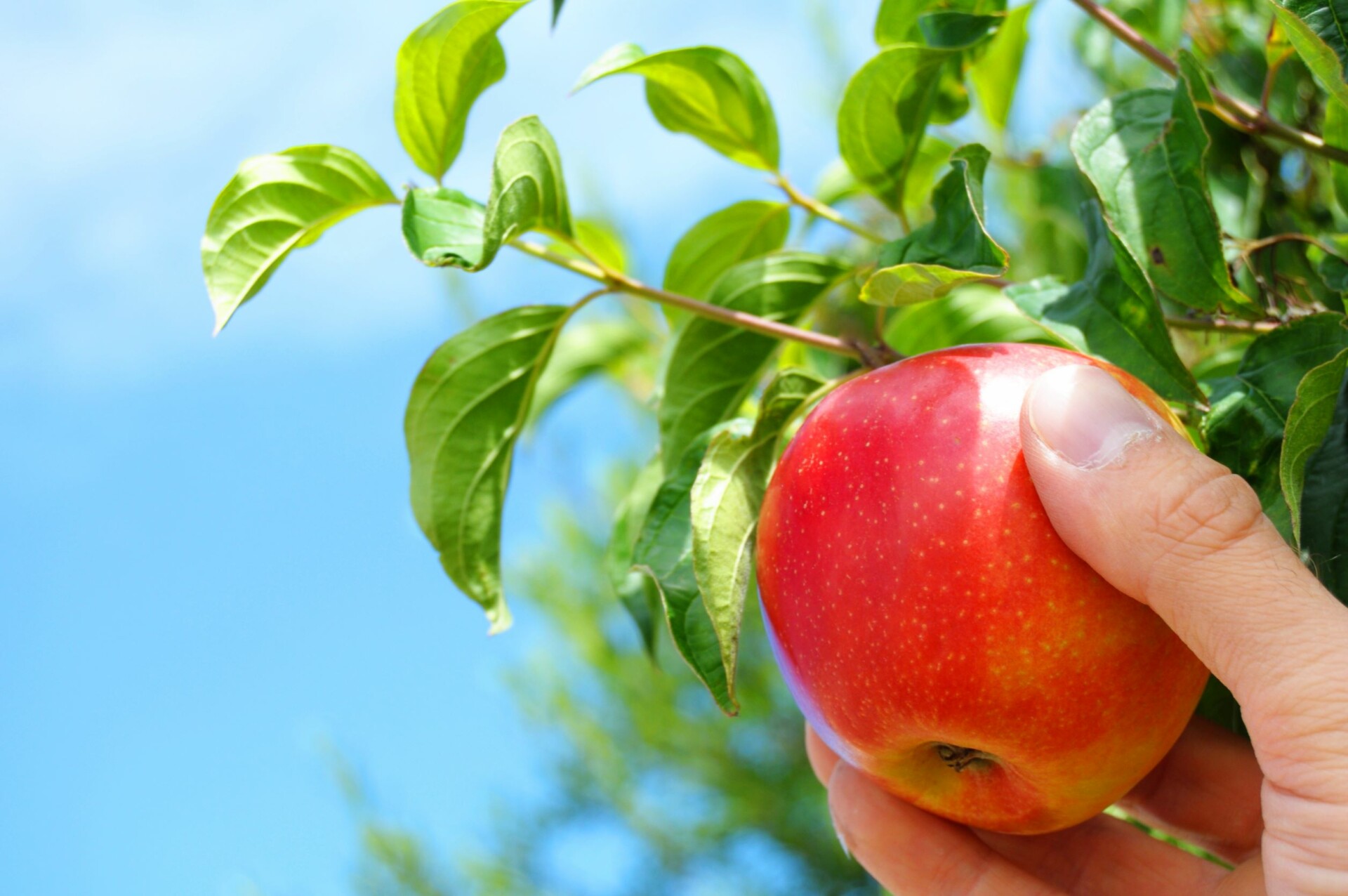 Dürfen Vermieter Obst ernten? 3 wichtige Fakten